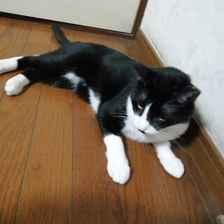 白黒ハチワレ 靴下猫　ヤマト君