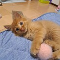 里親決定！れんくん／人慣れ抜群です！