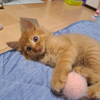 里親決定！れんくん／人慣れ抜群です！