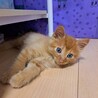 里親決定！れんくん／人慣れ抜群です！ サムネイル2