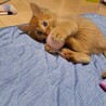 里親決定！れんくん／人慣れ抜群です！ サムネイル5