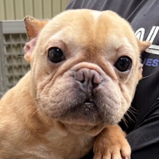 フレンチブルドッグの男の子