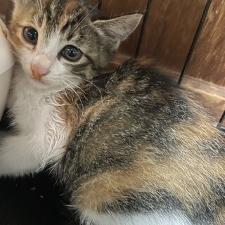 里親決定！稲穂(いなほ)ちゃん／優しい子です。