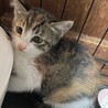 里親決定！稲穂(いなほ)ちゃん／優しい子です。 サムネイル3