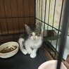 里親決定！秋(あき)くん サムネイル3