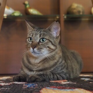 キジトラ(むぎわら)甘えん坊な美人さん　ギャビ３歳