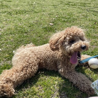 ノアくん(3•オス) ずっとお家が見つかりました。