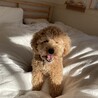 ノアくん(3•オス) ずっとお家が見つかりました。 サムネイル2