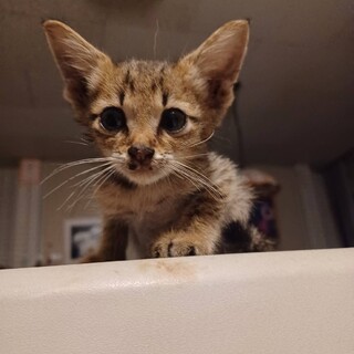 キジトラ　オス？　生後2ヶ月くらい