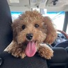 ノアくん(3•オス) ずっとお家が見つかりました。 サムネイル3