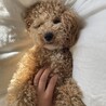 ノアくん(3•オス) ずっとお家が見つかりました。 サムネイル4