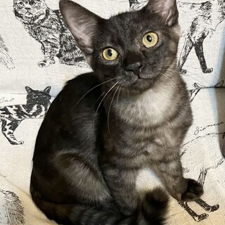 おもちゃ大好き☆リータちゃん