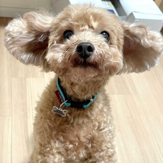 トイプードルの男の子　ドナルド君