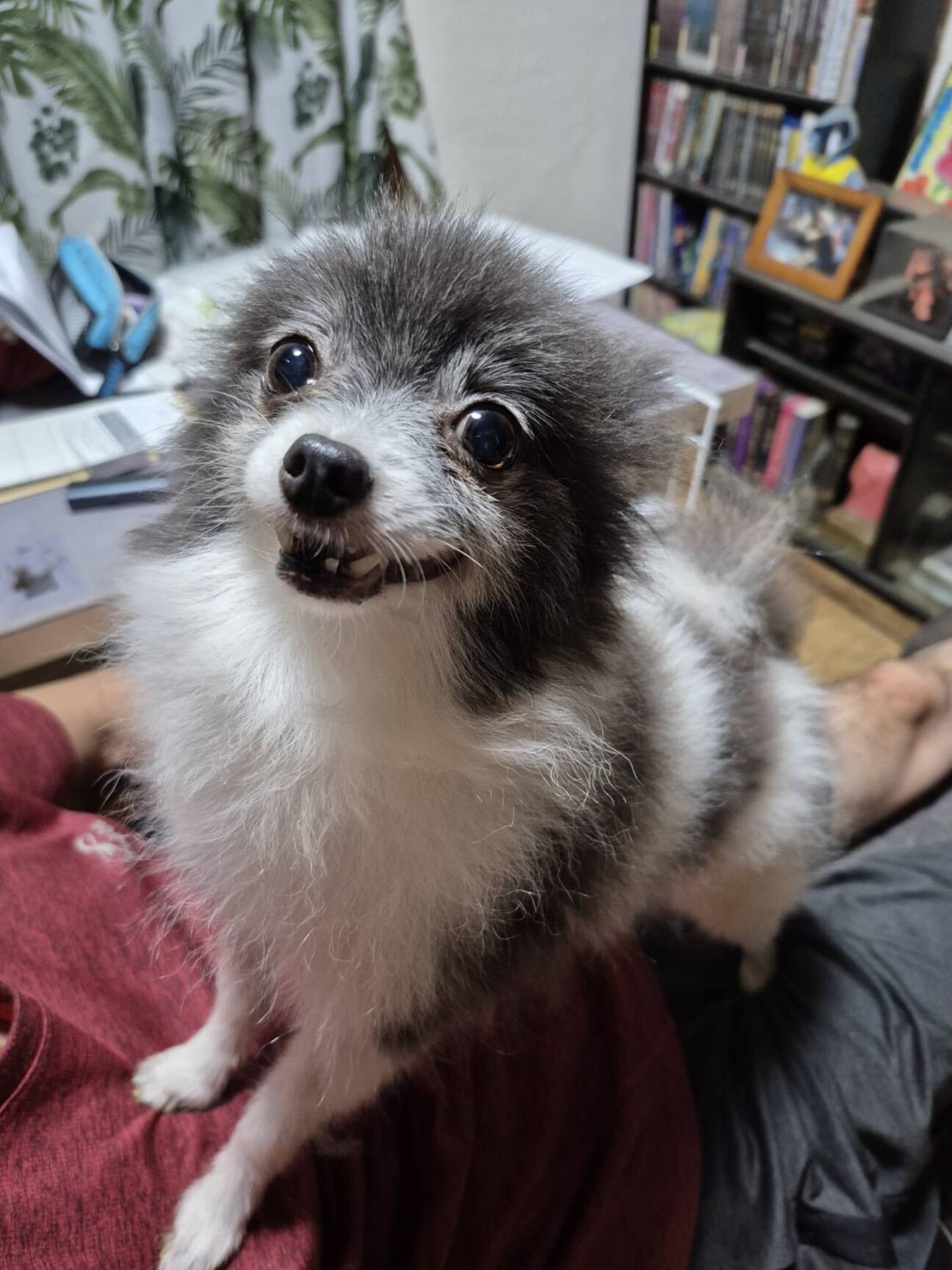 大人しいポメラニアン女の」東京都 - 犬の里親募集(525938) 1枚目の