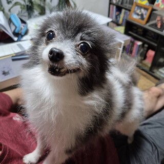 大人しいポメラニアン女の子10歳ルアナ