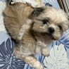 シニアシーズー(13) あさひくん(仮) サムネイル5