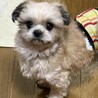 シニアシーズー(13) あさひくん(仮) サムネイル6