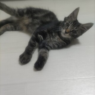 強運子猫ちゃん里親さん募集！！