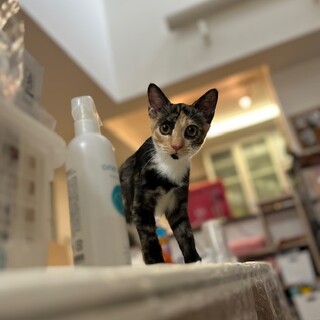 【10/19⭐️泉大津にて譲渡会】参加猫はんちゃん