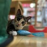 【10/19⭐️泉大津にて譲渡会】参加猫はんちゃん サムネイル2