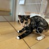 【10/19⭐️泉大津にて譲渡会】参加猫はんちゃん サムネイル3