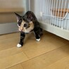 【10/19⭐️泉大津にて譲渡会】参加猫はんちゃん サムネイル4