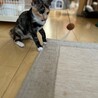 【10/19⭐️泉大津にて譲渡会】参加猫はんちゃん サムネイル5
