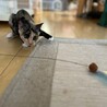 【10/19⭐️泉大津にて譲渡会】参加猫はんちゃん サムネイル6