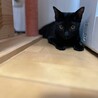 【10/19⭐️泉大津にて譲渡会】参加サンダーくん サムネイル3