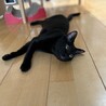 【10/19⭐️泉大津にて譲渡会】参加サンダーくん サムネイル4