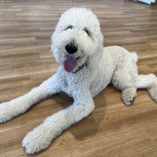 コア(4•オス)【ずっとのお家が見つかりました】