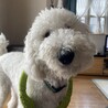 コア(4•オス)【ずっとのお家が見つかりました】 サムネイル3