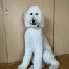 コア(4•オス)【ずっとのお家が見つかりました】 サムネイル4