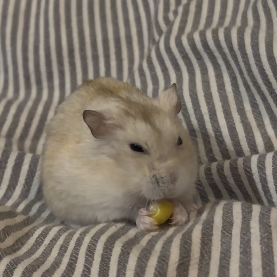 Fuuのカバー写真