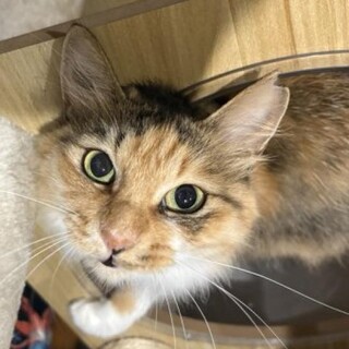 ご年配の方に。長毛 三毛猫 甘えん坊 3歳