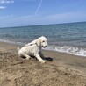 コア(4•オス)【ずっとのお家が見つかりました】 サムネイル6