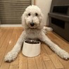 コア(4•オス)【ずっとのお家が見つかりました】 サムネイル7