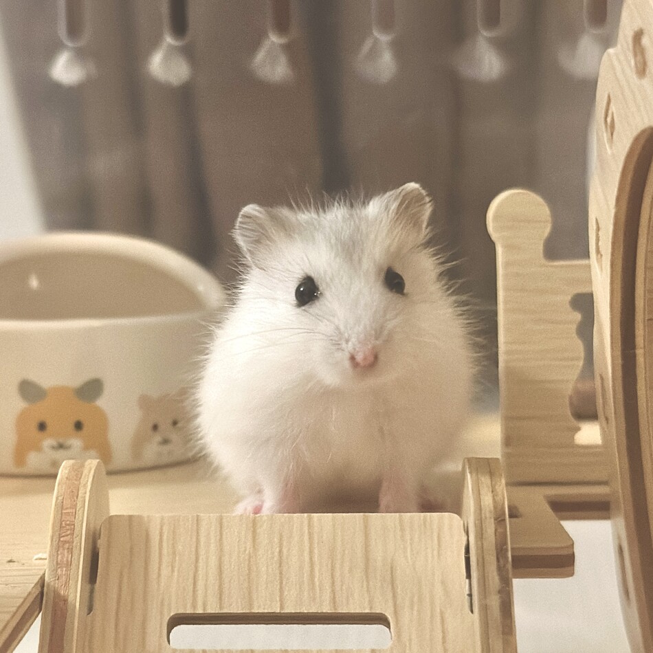 Luluのカバー写真