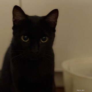 一匹飼いに。可愛いお顔の小柄な黒くん1歳甘えん坊