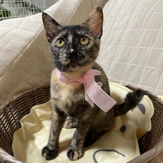 【9/28⭐️泉大津にて譲渡会】参加猫ピンクちゃん