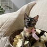 【9/28⭐️泉大津にて譲渡会】参加猫ピンクちゃん サムネイル2