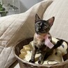 【9/28⭐️泉大津にて譲渡会】参加猫ピンクちゃん サムネイル3