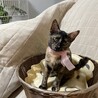 【9/28⭐️泉大津にて譲渡会】参加猫ピンクちゃん サムネイル4