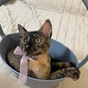 【9/28⭐️泉大津にて譲渡会】参加猫ピンクちゃん サムネイル5