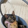 【9/28⭐️泉大津にて譲渡会】参加猫ピンクちゃん サムネイル6