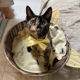 【9/28⭐️泉大津 譲渡会】参加猫イエローちゃん