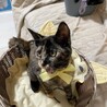 【9/28⭐️泉大津 譲渡会】参加猫イエローちゃん サムネイル2