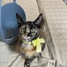 【9/28⭐️泉大津 譲渡会】参加猫イエローちゃん サムネイル3