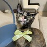 【9/28⭐️泉大津 譲渡会】参加猫イエローちゃん サムネイル5
