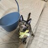 【9/28⭐️泉大津 譲渡会】参加猫イエローちゃん サムネイル6
